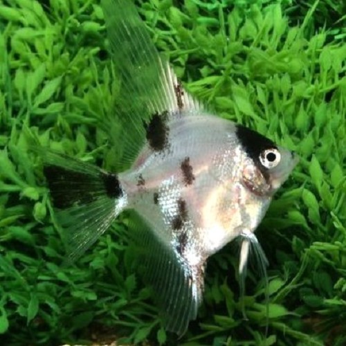 Pterophyllum scalare dalmatien