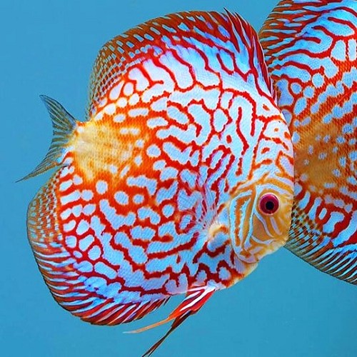 S.discus   Discus checkerboard pig. 6-7