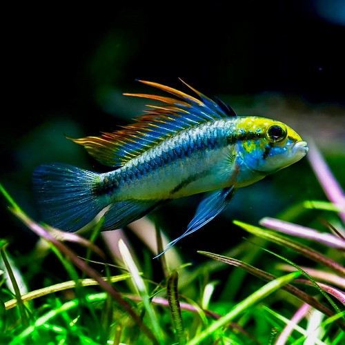 Apistogramma trifasciata - Apisto à trois bandes