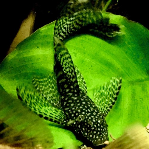 Ancistrus temminckii long fin - Ancistrus de temminck longue nageoire SM