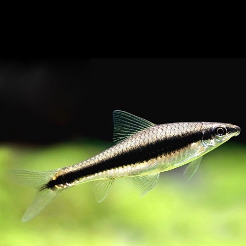Crossocheilus siamensis - Barbeau à raie noir M