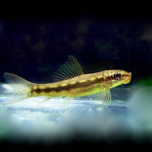Gyrinocheilius aymonieri M - Gyrino du Siam