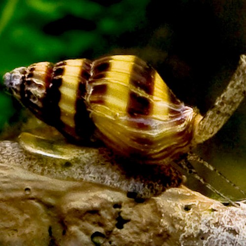 Anentome helena - Escargot helena (1.3 - 2.5 cm)