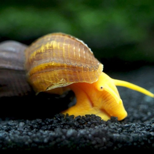 Tylomelania towutensis-yellow rabbit snail