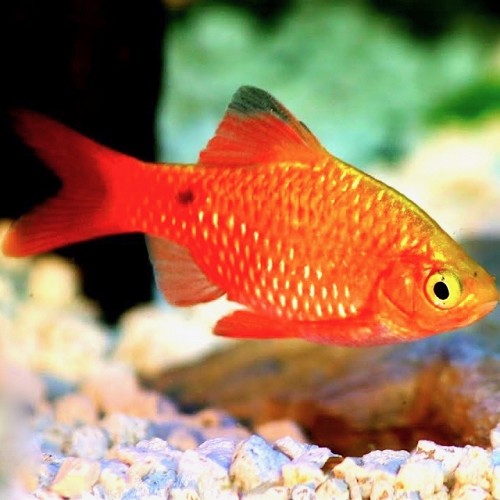Barbus conchonius gold - Barbus rosé doré L