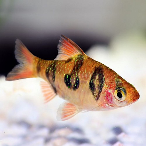 Barbus rhomboocellatus - Barbus à ocelles M