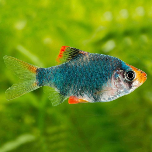 Barbus tetrazona green - Barbus de sumatra vert L