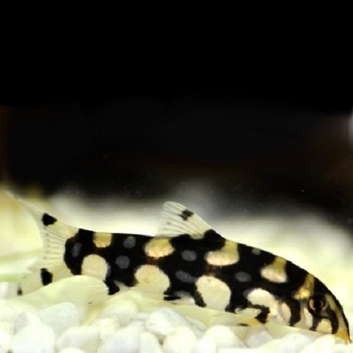 Botia kubotai - Loche Reticulée 4-5 cm