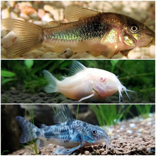 Corydoras mix - Corydoras assortis L