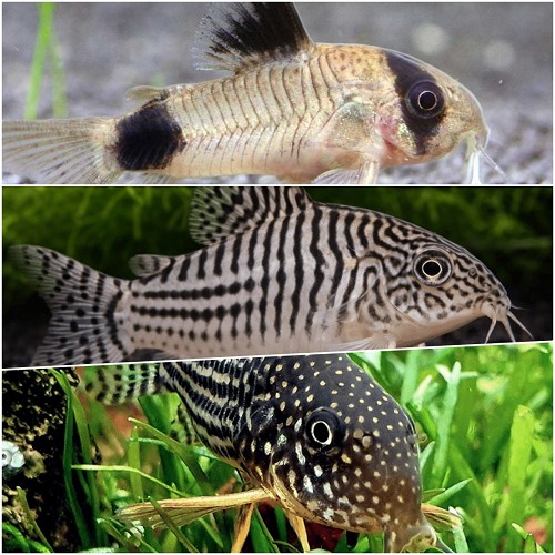 Corydoras mix - Corydoras assortis Luxes