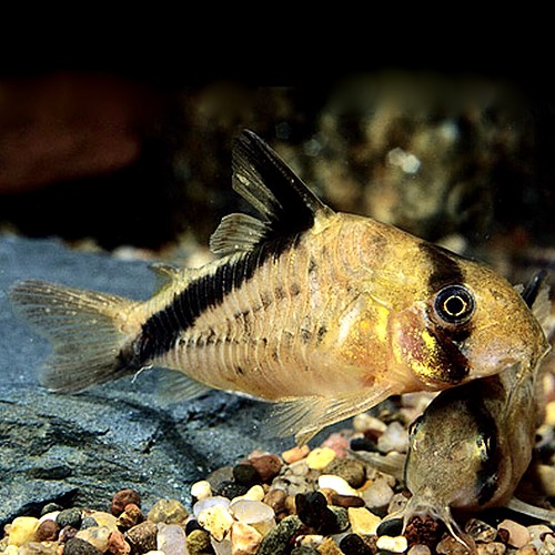Corydoras melini - Bandit corydoras