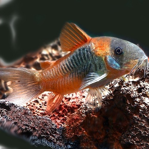 Corydoras venezuela Orange - Corydoras orange vénézuéla