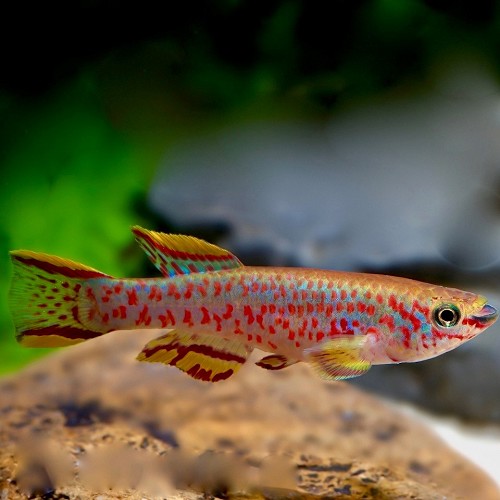 Aphyosemion gardneri - Gardneri