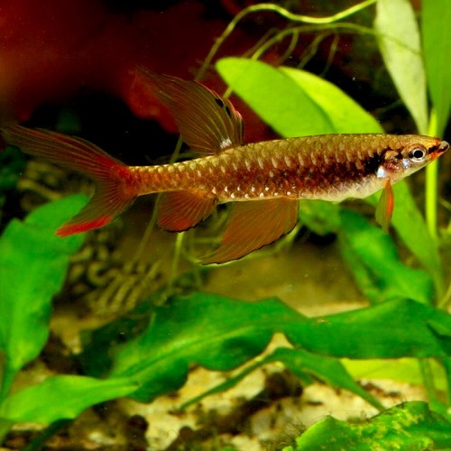 Copella arnoldi - Characin arroseur ML