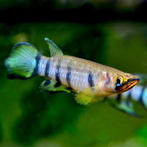 Epiplatys dageti - Epiphatys rayé