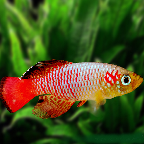 Nothobranchius guentheri red - Nothobranchius Guenteri rouge L