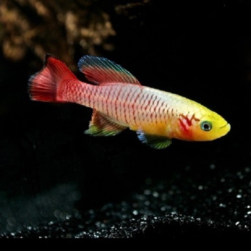 Nothobranchius guentheri gold - Nothobranche de guentheri gold M