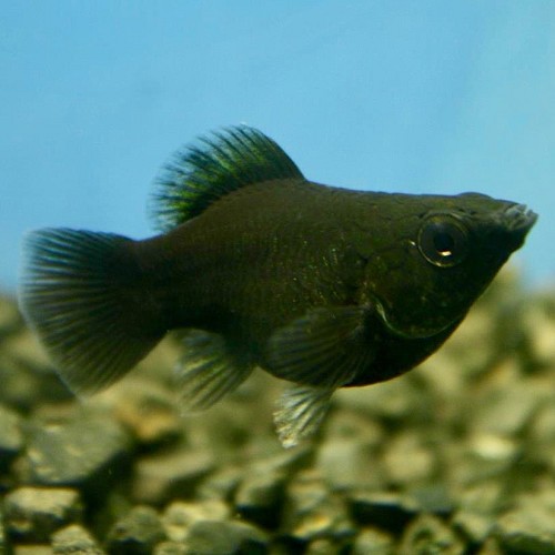 Poeciliidae sphenops Balloon black - Molly ballon noir M