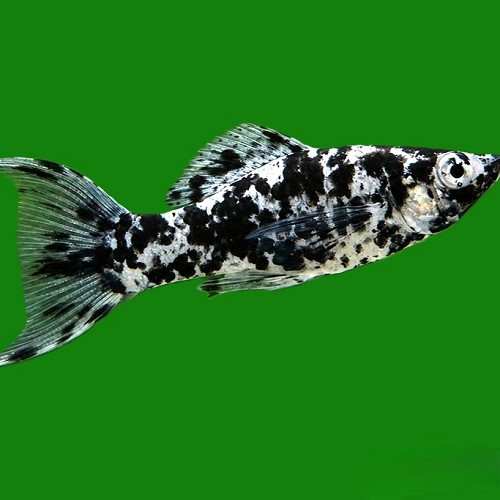 Poecilia velifera dalmatier - Molly voile dalmatien lyretail