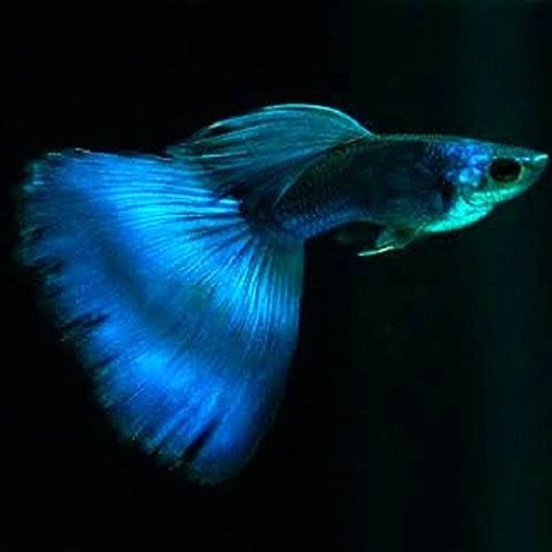 Poecilia reticulatus, Lebistes reticulatus - Guppy male blue moscow