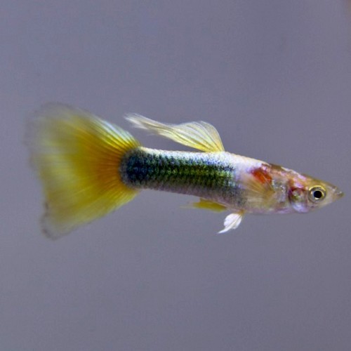 Poecilia reticulatus - Guppy male jaune tuxedo M