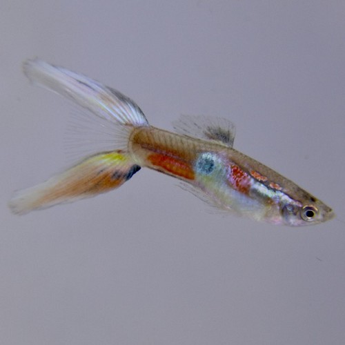 Poecilia reticulatus - Guppy male lyretail M