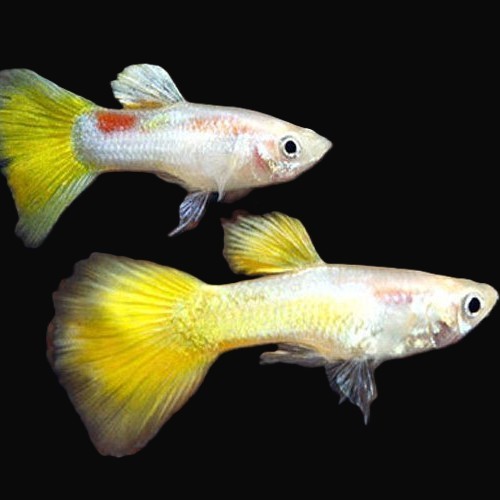 Poecilia reticulatus, Lebistes reticulatus - Guppy male micariff yellow