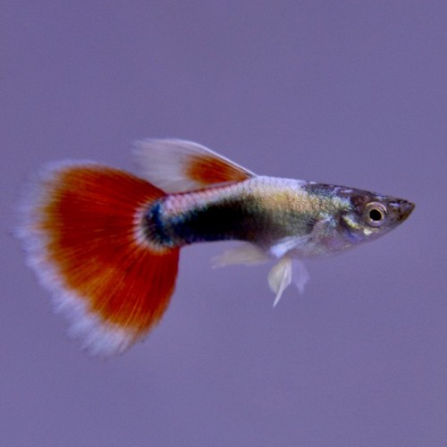Poecilia reticulatus, Lebistes reticulatus - Guppy male santa baddy