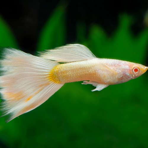 Poecilia reticulatus, Lebistes reticulatus - Guppy male platinum