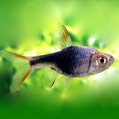 Rasbora heteromorpha black - Arlequin noir M