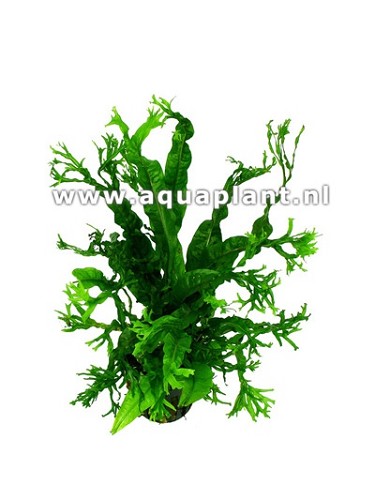 Microsorum crisped leaves - Microsorum Windeløv (feuilles crispées)  en pot
