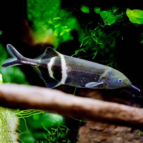 Gnathonemus petersii M - Poisson éléphant de Peters