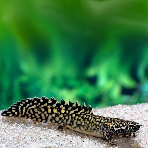 Polypterus ornatipinnis SM
