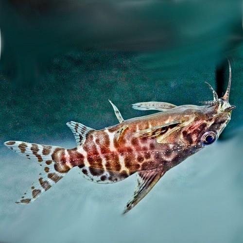 Synodontis nigriventris M - Ventre en l'air