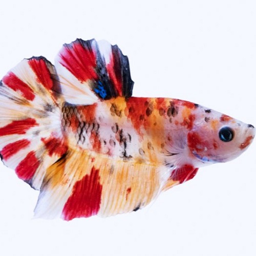 Combattant nemo female