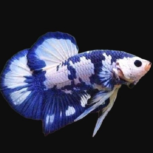 Combattant blue panda  female