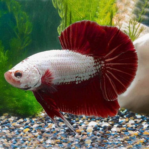 Betta splendens - Combattant male bleu XL