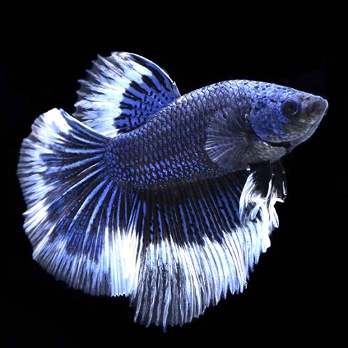 Betta splendens butterfly male