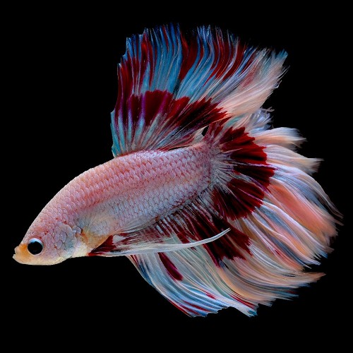 Betta splendens - Combattant male halfmoon XL