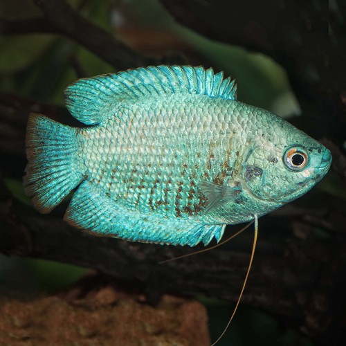 Colisa lalia neon - Gourami arc en ciel néon L