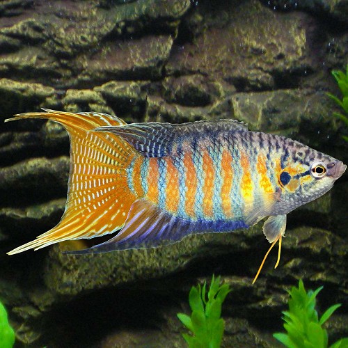 Macropodus opercularis - Poisson du paradis bleu M