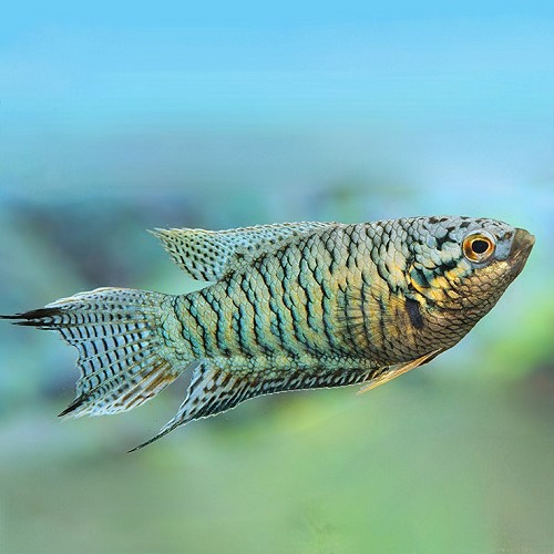 Macropodus opercularis - Poisson du paradis tiger