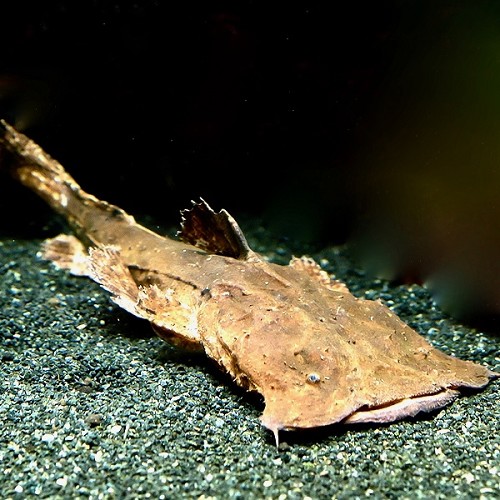 Chaca bankanensis - Silure crapaud ML