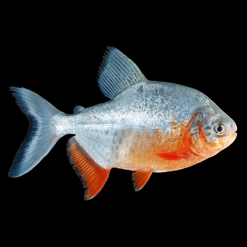 Piaractus brachypomus - Pacu rouge M