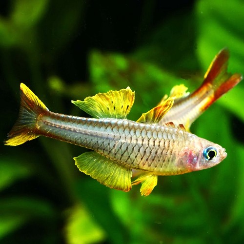 Pseudomugil ivantsoffi