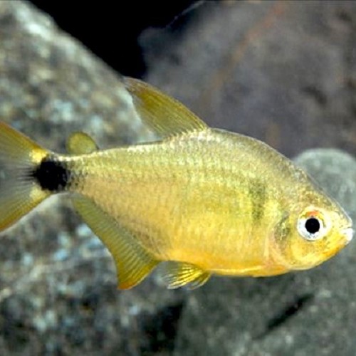 Hyphessobrycon loweae