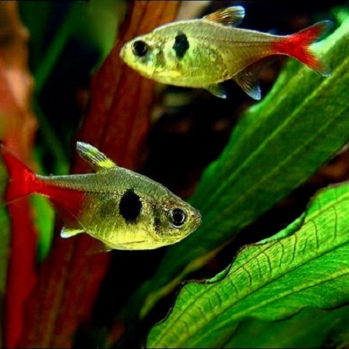 Hyphessobrycon roseus - Tétra rose M