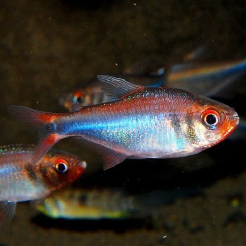 Hyphessobrycon wadai - Tétra Wadai L