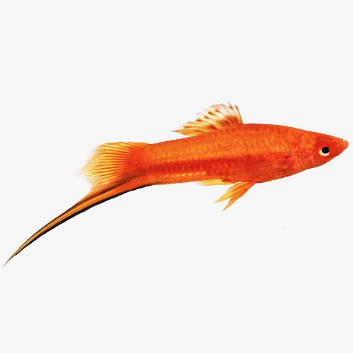 Xiphophorus helleri - Porte épée rouge ML