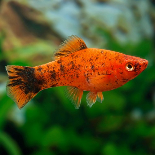 Xiphophorus helleri painted - Porte épée fardé ML